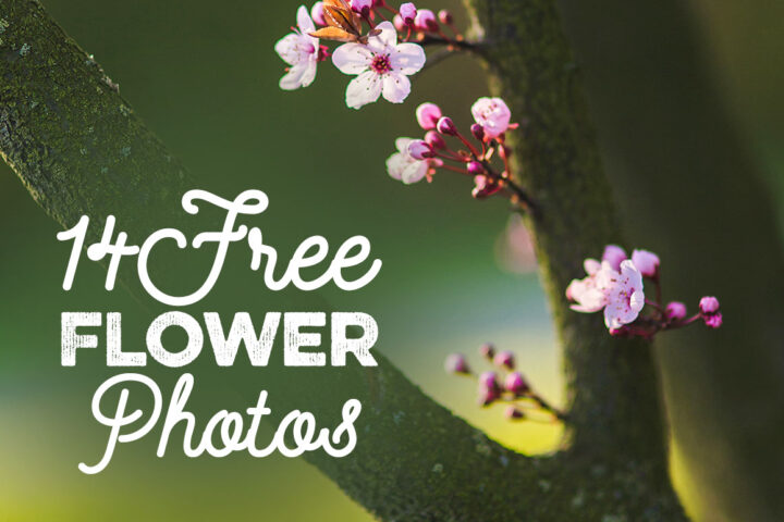 14 Free Pink Flower Photos