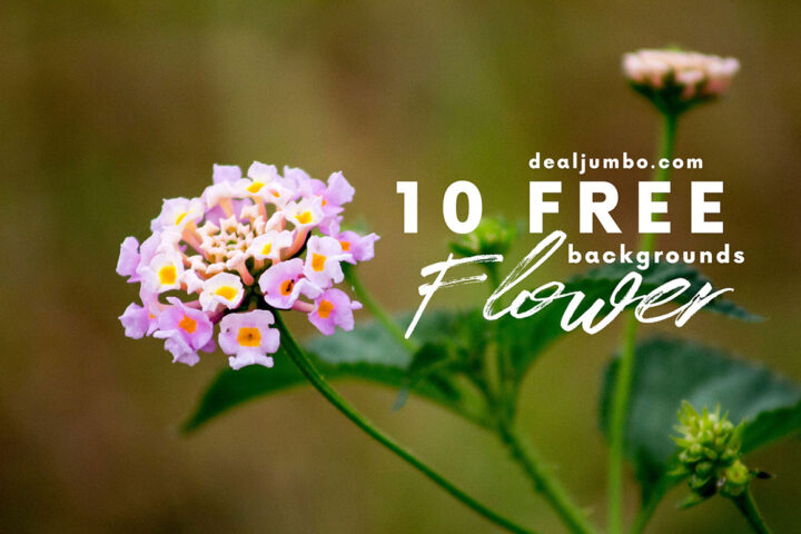 Flowers – Free Backgrounds