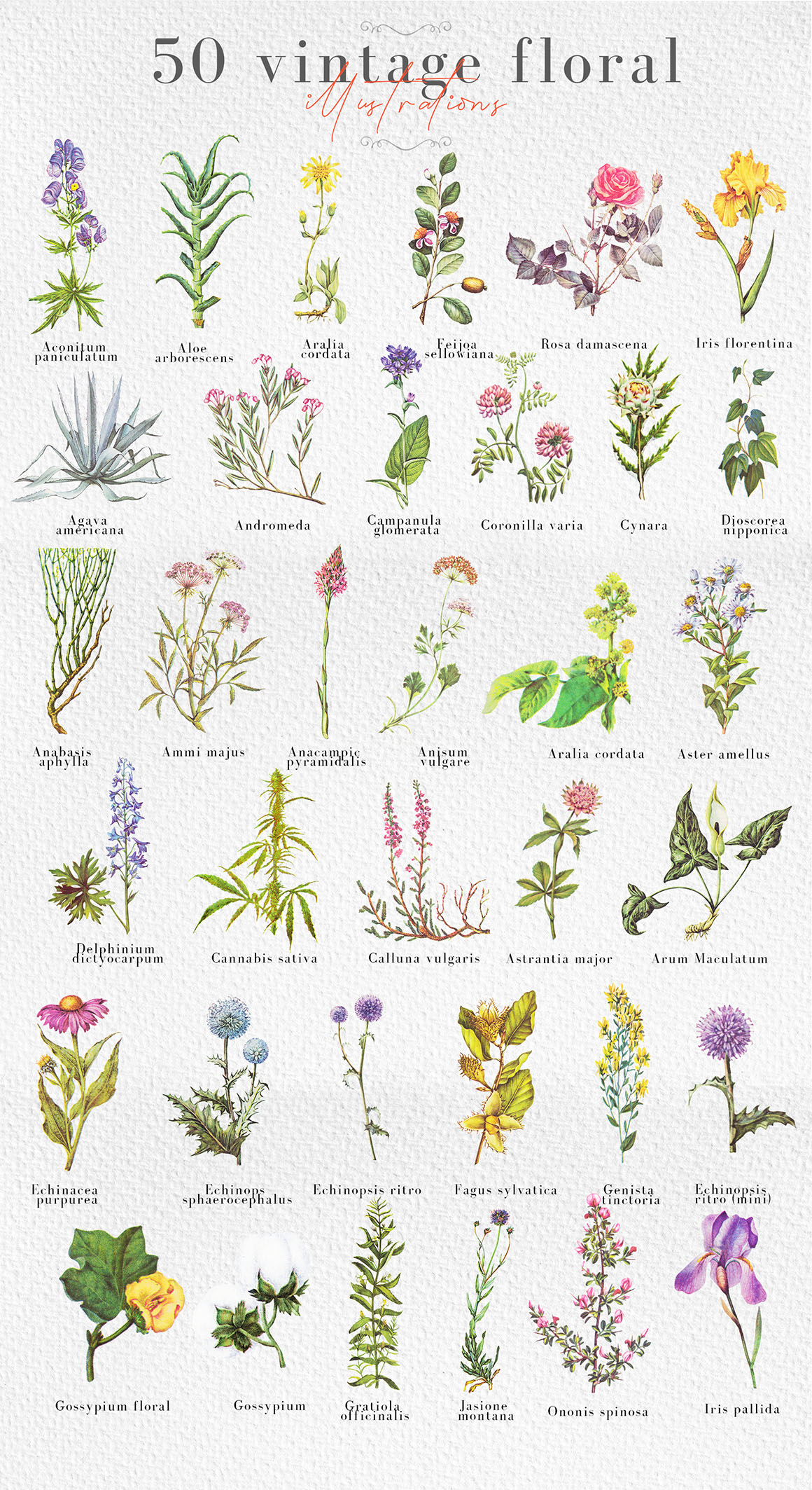 Botanical & Natural Illustrations - Dealjumbo