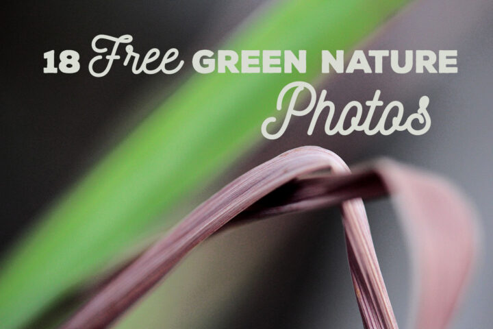 18 Free Green Nature Photos