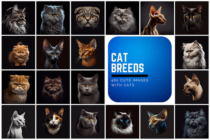 Cat Breeds – 480 Images