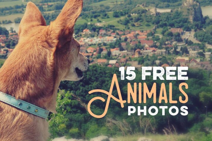15 Free Animals Photos