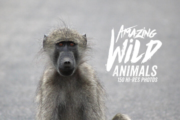 Amazing Wild Animals