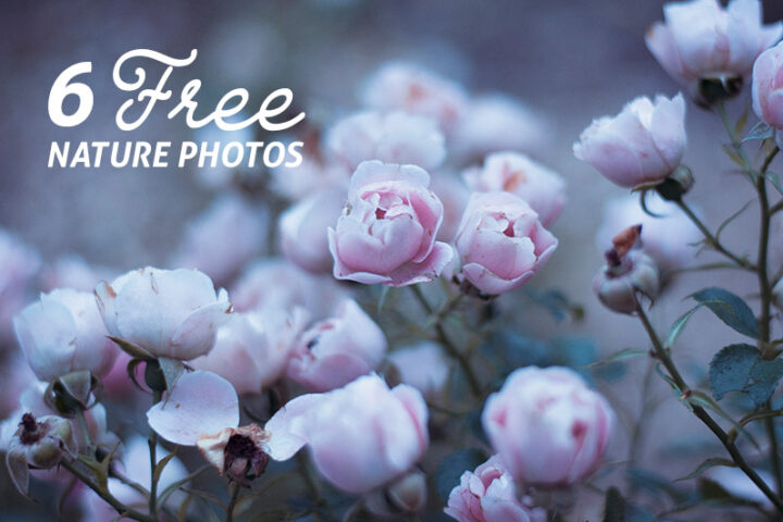 6 Free Nature Photos v.2