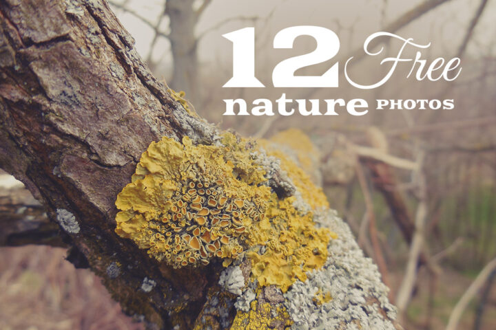 12 Free Nature Photos v.2