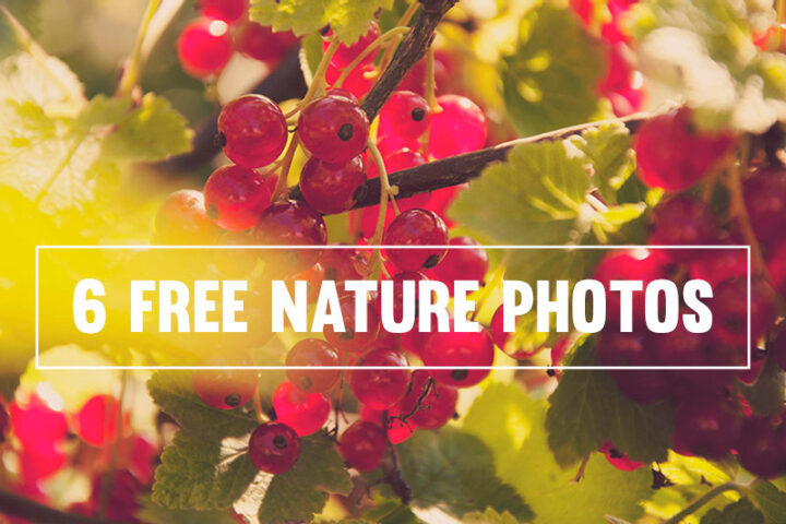 6 Free Nature Photos